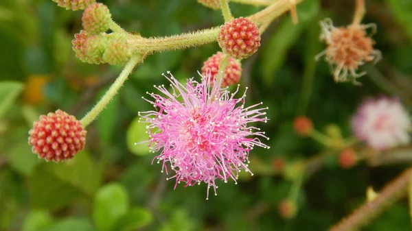 Eine Nahaufnahme Einer Rosa Mimose Pudica Blume Mit Roten Knospen — Stockfoto