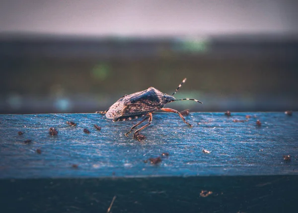 Ett Makro Mörkfärgad Insekt Träbit — Stockfoto