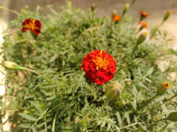 Bellissimi Fiori Calendula Rosso Arancio Che Sbocciano Giardino — Foto Stock