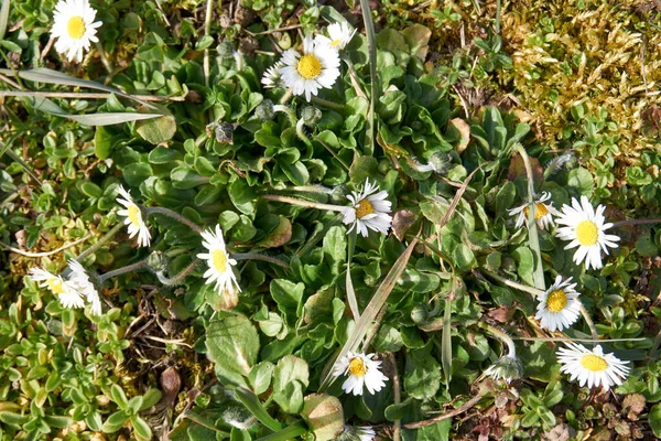 Finom Százszorszép Virágok Zöld Mezőn — Stock Fotó