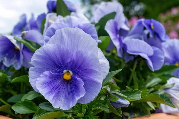 Closeup Blooming Blue Garden Pansy Flowers — Stock Photo, Image