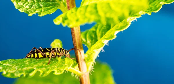 Insecte Sur Une Feuille Verte — Photo