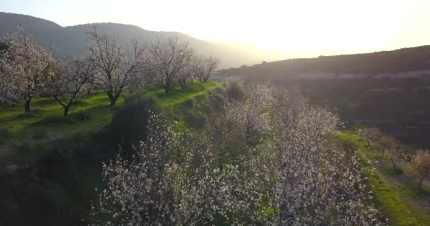 Vista Paisagem Árvores Cerejeira Florescendo Colina Conceito Primavera — Vídeo de Stock