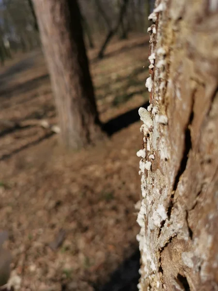 Disparo Vertical Incursión Blanca Corteza Del Árbol Bosque —  Fotos de Stock