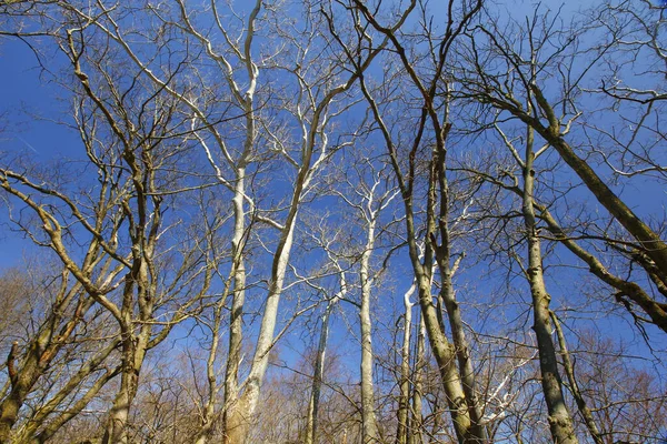 Angolo Basso Degli Alti Alberi Secchi Sotto Cielo Blu Parco — Foto Stock