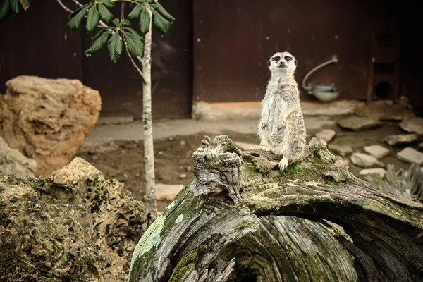 スペインのカンタブリア州にあるCabarceno Natural Parkにある古い丸太の上に立つかわいいMeerkatの閉鎖 — ストック写真