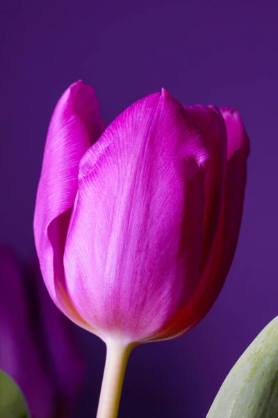 Een Verticaal Shot Van Roze Tulp Bloesem Violette Achtergrond — Stockfoto