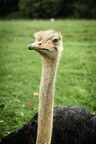 Närbild Struts Vid Cabarceno Naturpark Kantabrien Spanien — Stockfoto