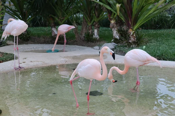 Вид Фламинго Позирующего Бассейне Черепахами Роскошном Курорте — стоковое фото