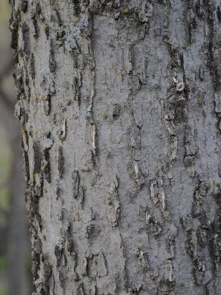Ağaç Kabuğu Dokusuna Yakın Çekim — Stok fotoğraf