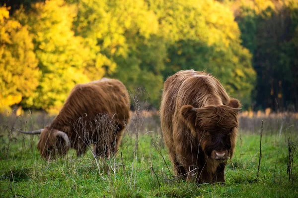 Pastva Roztomilý Highland Skotský Dobytek Parku — Stock fotografie