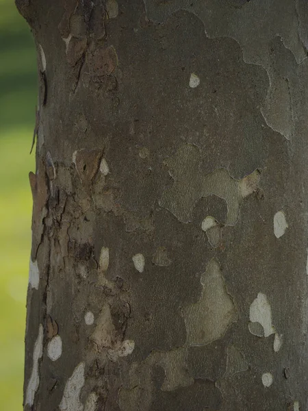 Gros Plan Une Texture Écorce Arbre — Photo