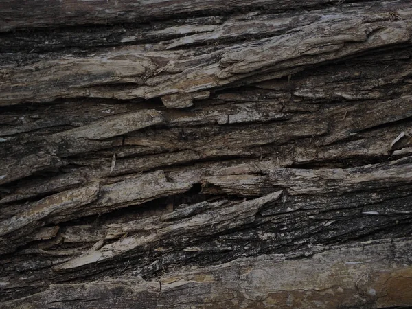 Κοντινό Πλάνο Υφής Φλοιού Δέντρου — Φωτογραφία Αρχείου