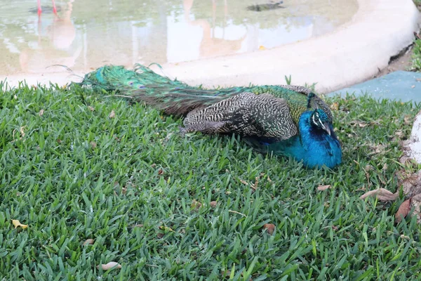 Eine Nahaufnahme Von Einem Reifen Pfau Der Gras Eines Mediterranen — Stockfoto