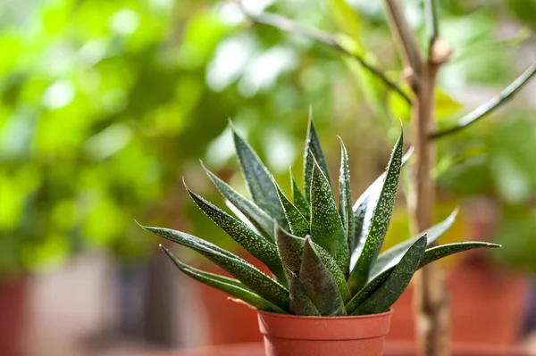 Close Uma Planta Suculenta Vaso Uma Mesa Jardim Com Fundo — Fotografia de Stock