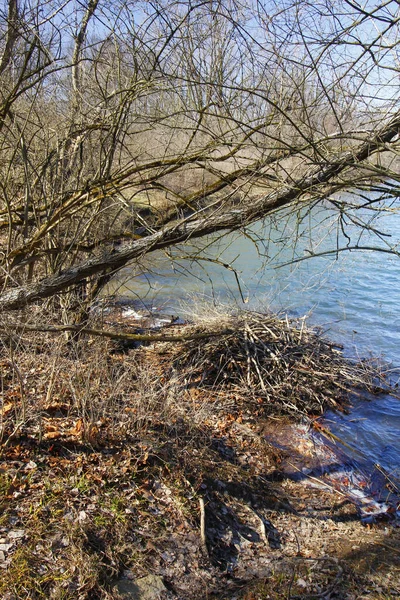 公園内の湖に対する乾燥した木の閉鎖 — ストック写真