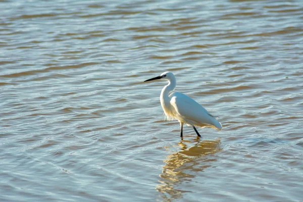 Tiro Foco Raso Uma Pequena Torre Uma Lagoa — Fotografia de Stock