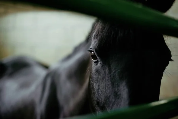 Portrait Cheval Noir Derrière Les Barreaux Verts Écurie Dans Centre — Photo