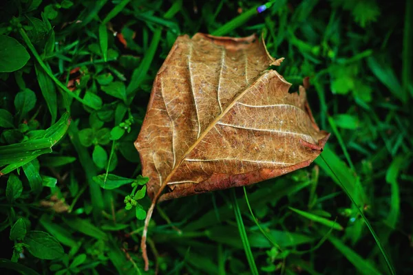 Selektivní Záběr Podzimního Listu Spadlého Čerstvou Trávu — Stock fotografie