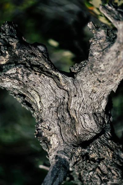 背景がぼやけている古い木の表面の垂直方向のショット — ストック写真
