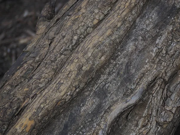 Gros Plan Une Texture Écorce Arbre — Photo