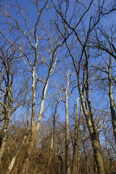 Nízký Úhel Vysokých Suchých Stromů Pod Modrou Oblohou Parku — Stock fotografie