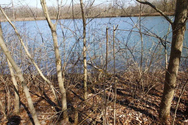 Eine Nahaufnahme Der Trockenen Bäume Gegen Den See Einem Park — Stockfoto