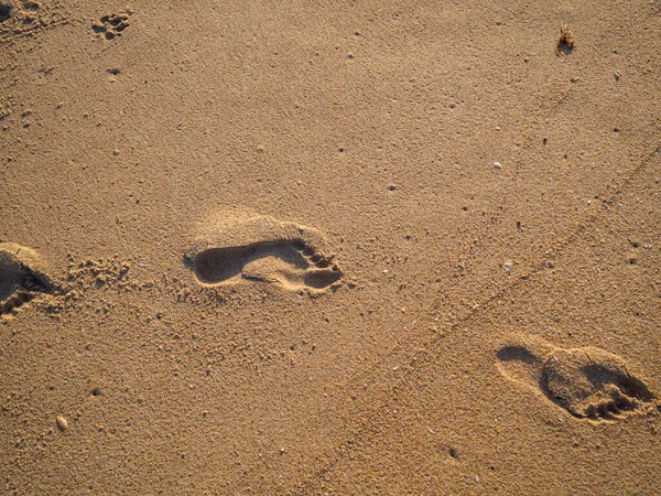Beautiful Shot Sandy Beach Footprints Person — Stock Photo, Image