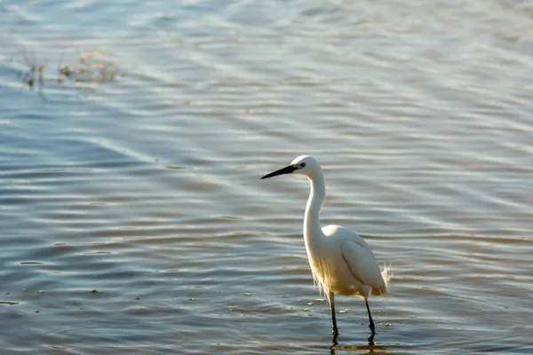 Petit Plan Mise Point Aigrette Dans Étang — Photo