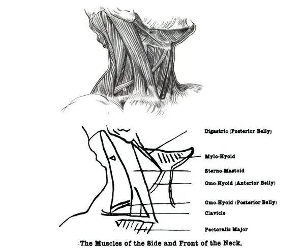 Les Muscles Côté Avant Cou Illustration Manuel Anatomie Xixe Siècle — Photo