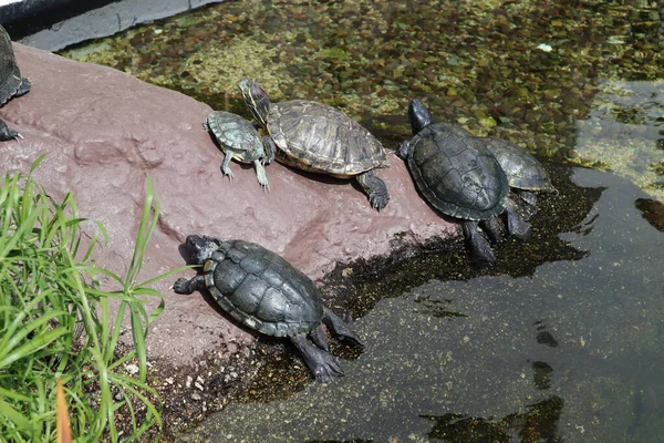 Een Close Van Schildpadden Rotsen Een Luxe Resort Los Cabos — Stockfoto