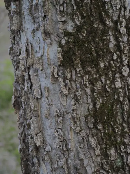 Gros Plan Une Texture Écorce Arbre — Photo