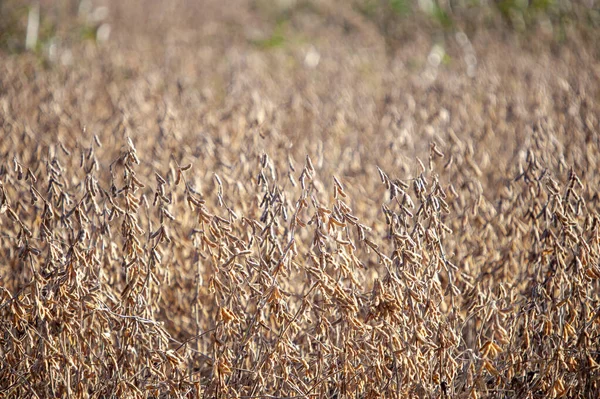 Golden Soybean Field Sunny Day Summer — Stock Photo, Image