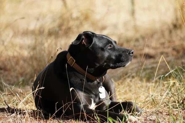 Yerde Yatan Siyah Bir Köpeğin Yakın Çekimi — Stok fotoğraf
