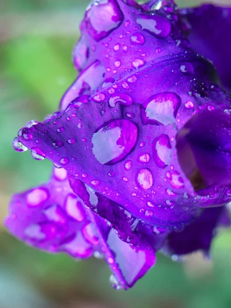 Närbild Violett Iris Blomma Med Regndroppar Trädgården — Stockfoto