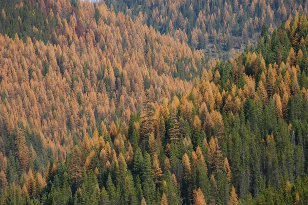 秋の鬱蒼とした森のショット — ストック写真