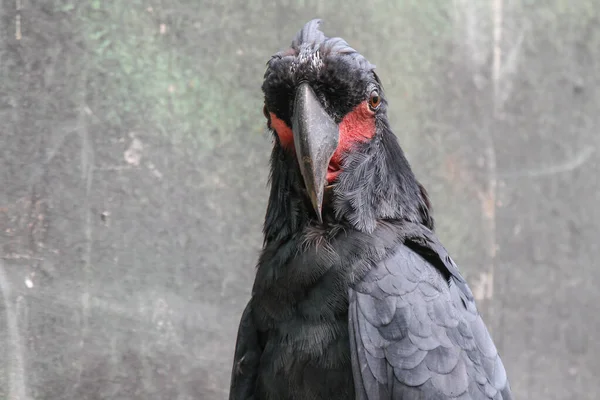 Retrato Cuervo Negro Con Cuernos — Foto de Stock