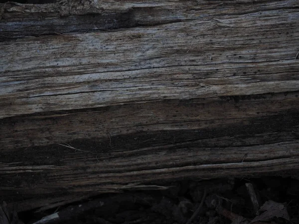 Close Uma Textura Casca Árvore — Fotografia de Stock