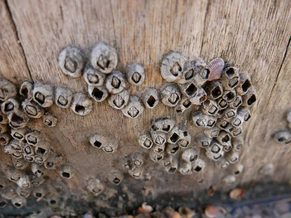 Colpo Conchiglie Bloccato Una Tavola Legno Sul Bordo Dello Stagno — Foto Stock