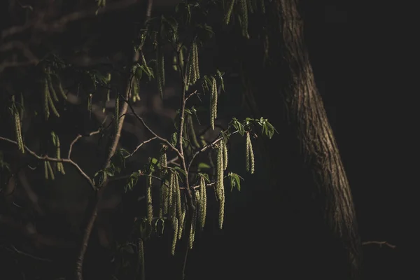 Крупный План Штопового Орешника Цветущих Растений Темноте — стоковое фото