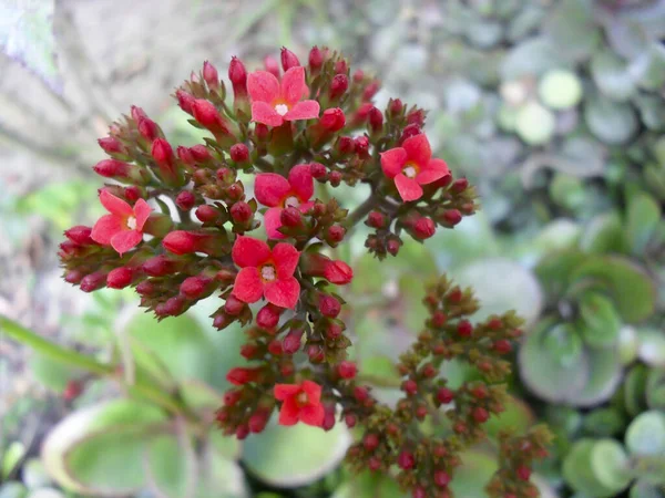 Uno Scatto Selettivo Fiori Kalanchoe Blossfeld Rossi — Foto Stock