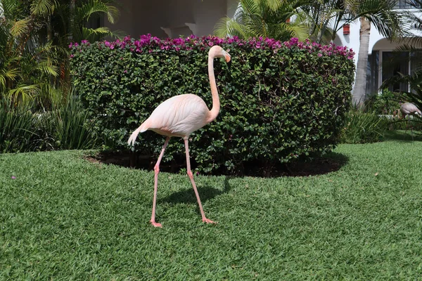 Flamant Rose Dans Jardin Herbeux Dans Complexe Luxe Los Cabos — Photo