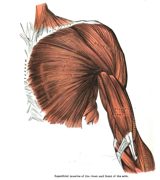 19世纪解剖学教科书中肩带肌肉的一个例证 — 图库照片