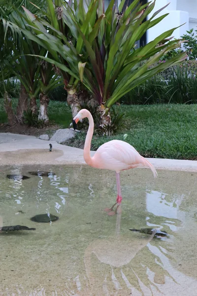 View Flamingos Posing Wading Pool Turtles Luxury Resort — Stock Photo, Image