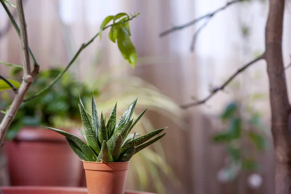Sebuah Closeup Dari Tanaman Yang Lezat Pot Atas Meja Kebun — Stok Foto