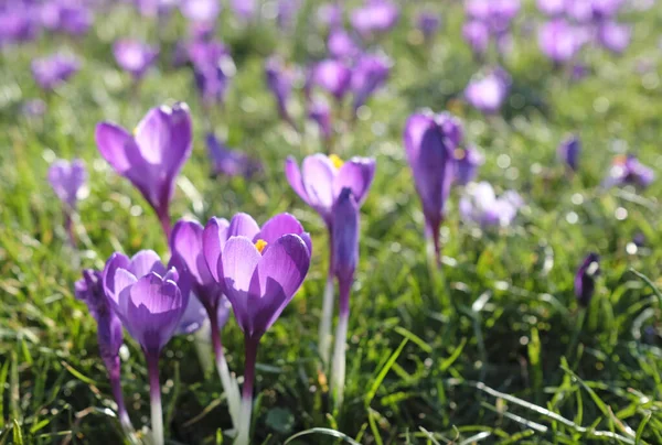 Bir Tarlada Açan Güzel Kır Çiçeklerinin Yumuşak Odağı Baharın Bir — Stok fotoğraf