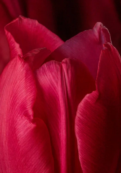 Una Macro Toma Pétalos Tulipán Rubí — Foto de Stock