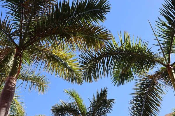 Низкий Угол Зрения Через Пальмовые Ветви Ясное Голубое Небо Отлично — стоковое фото