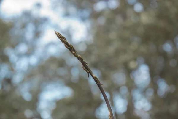 Ένα Κοντινό Πλάνο Από Άγρια Σπαράγγια Ένα Θολό Φόντο Δάσους — Φωτογραφία Αρχείου