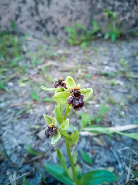 妖精のフスカの花の垂直ショット — ストック写真